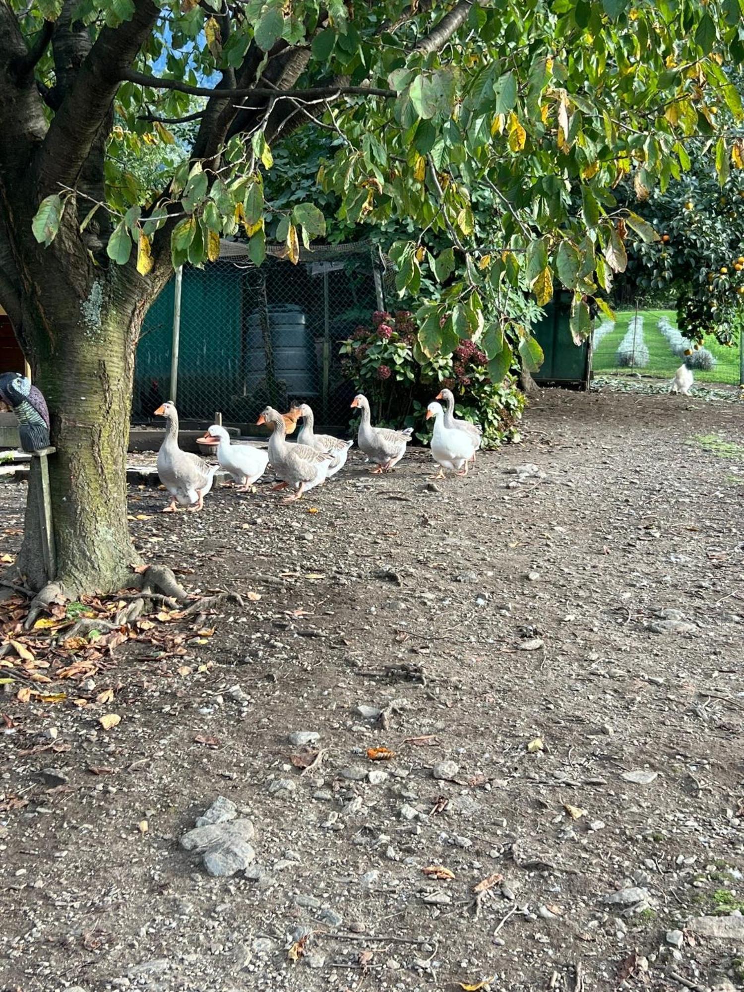 Ferienwohnung Il Giardino Dei Ciliegi Colico Exterior foto