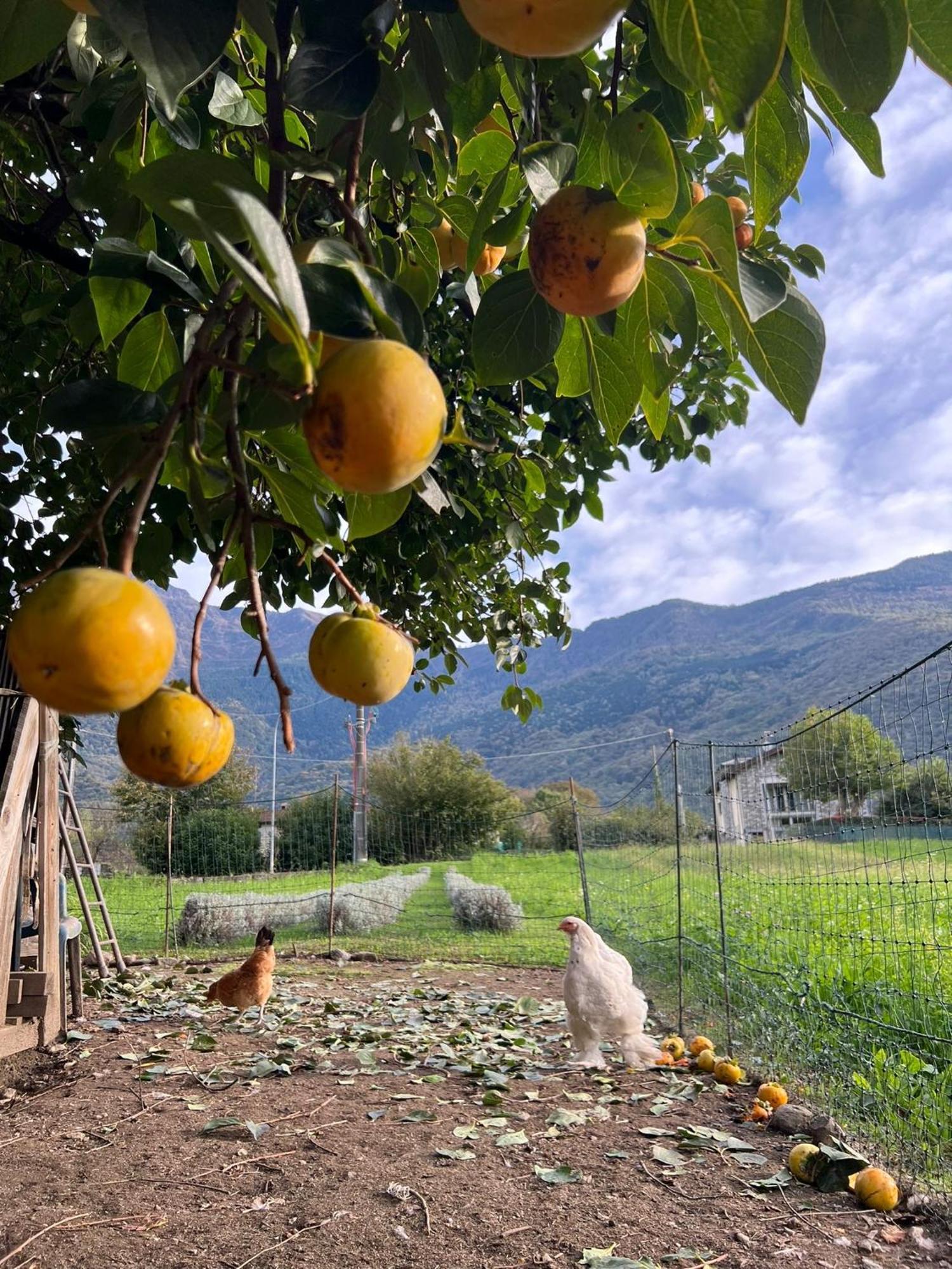 Ferienwohnung Il Giardino Dei Ciliegi Colico Exterior foto